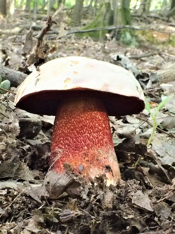 hríb Le Galovej Rubroboletus legaliae (Pilát & Dermek) Della Maggiora & Trassin.