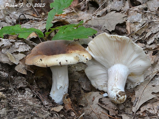 plávka Russula sp.