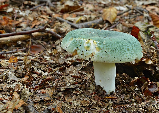 plávka zelenkastá Russula virescens (Schaeff.) Fr.