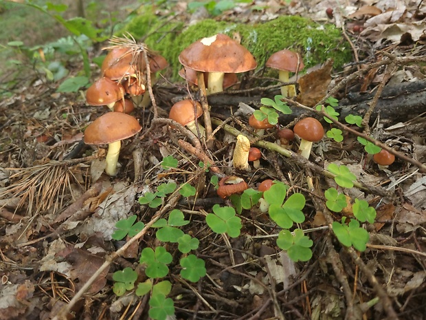 masliak zrnitý Suillus granulatus (L.) Roussel