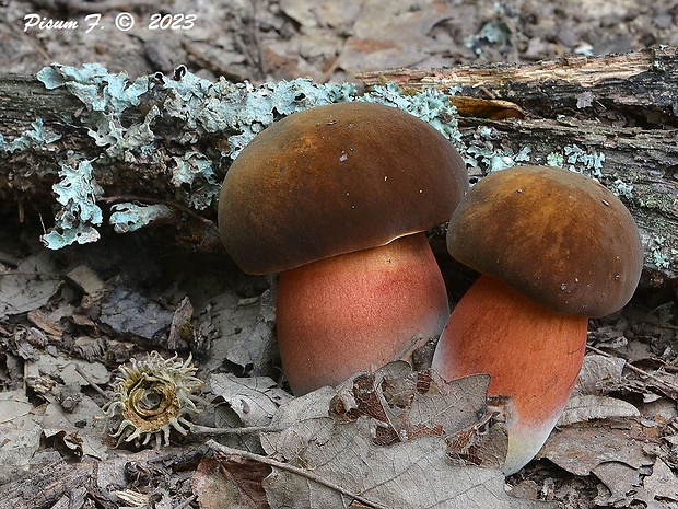 hríb zrnitohlúbikový Sutorius luridiformis (Rostk.) G. Wu & Zhu L. Yang