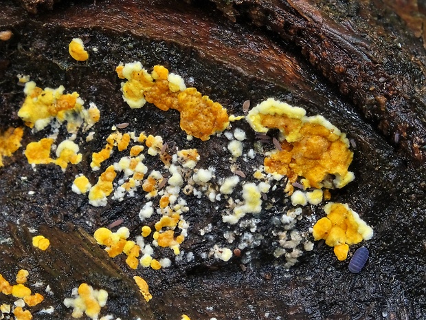 ponorenec Trichoderma aurantioeffusum Jaklitsch