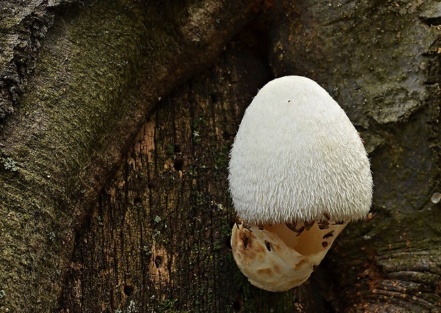 pošvovec stromový Volvariella bombycina (Schaeff.) Singer