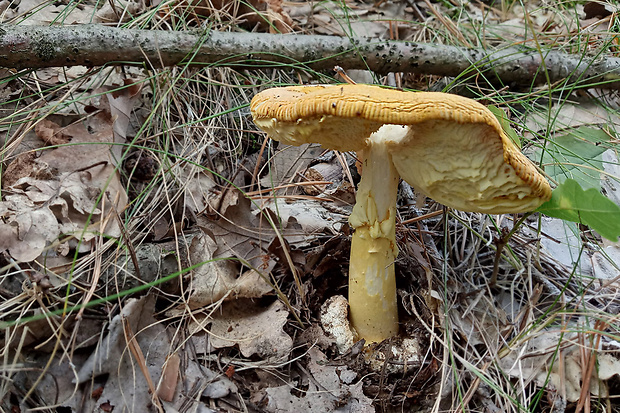 muchotrávka cisárska Amanita caesarea (Scop.) Pers.