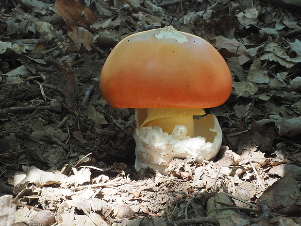 muchotrávka cisárska Amanita caesarea (Scop.) Pers.