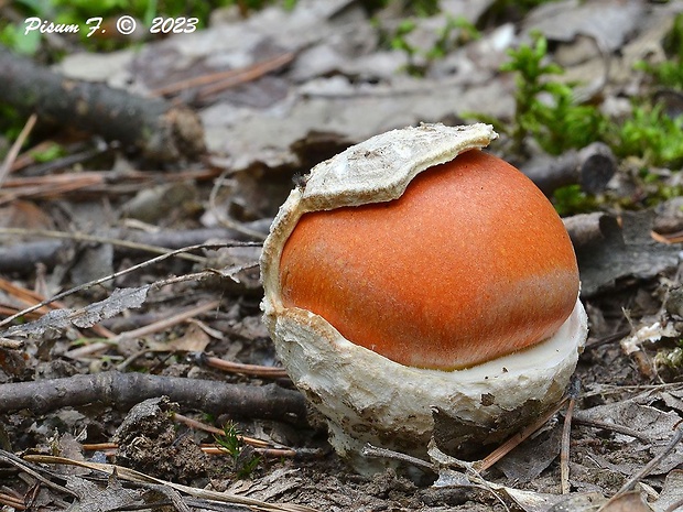 muchotrávka cisárska Amanita caesarea (Scop.) Pers.