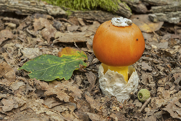 muchotrávka cisárska Amanita caesarea (Scop.) Pers.