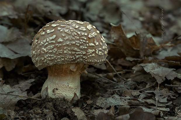 muchotrávka olivovohnedastá Amanita cf. franchetii (Boud.) Fayod