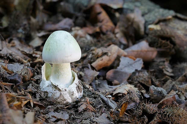 muchotrávka zelená Amanita phalloides (Vaill. ex Fr.) Link