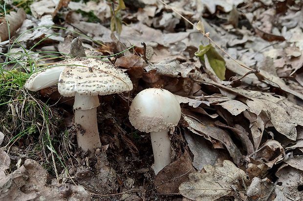 muchotrávka červenkastá Amanita rubescens Pers.