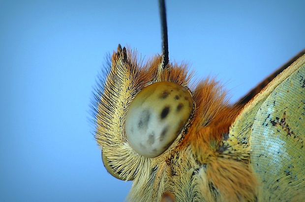 perlovec fialkový (sk) / perleťovec prostřední (cz) Argynnis adippe (Denis & Schiffermüller, 1775)