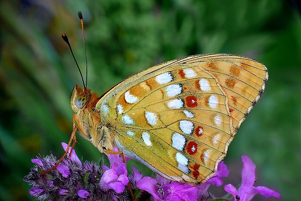 perlovec fialkový (sk) / perleťovec prostřední (cz) Argynnis adippe (Denis & Schiffermüller, 1775)