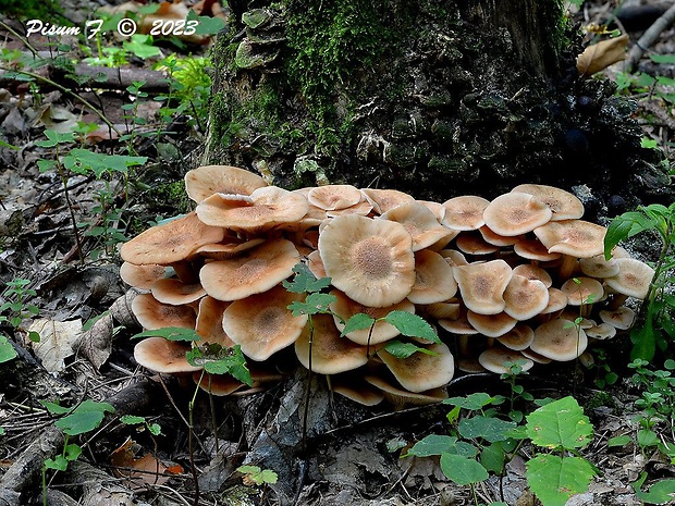 podpňovka bezprsteňová Armillaria socialis (DC.) Fayod