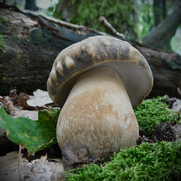 hríb bronzový Boletus aereus Bull. ex Fr.