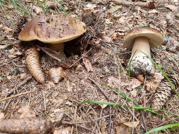 hríb smrekový Boletus edulis Bull.