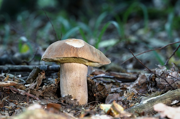 hríb dubový Boletus reticulatus Schaeff.