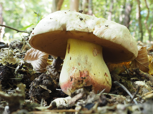 hríb satanský hlohový Boletus satanas f. crataegi (Boud.) Kuan Zhao & Zhu L. Yang