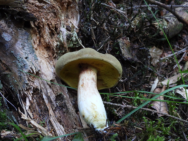 suchohríb plstnatý Boletus subtomentosus L.