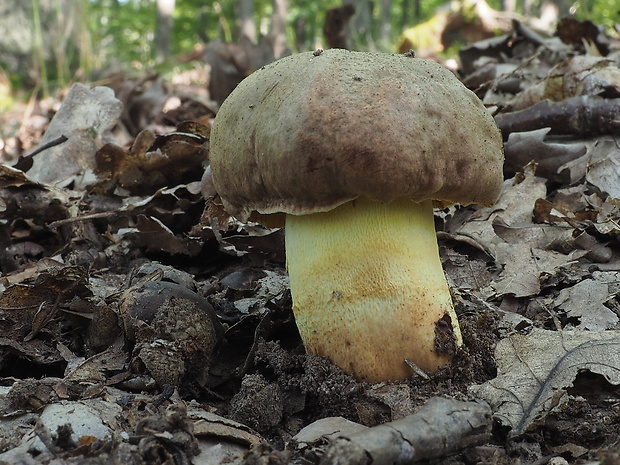 hríb príveskatý Butyriboletus appendiculatus (Schaeff. ex Fr.) Secr.