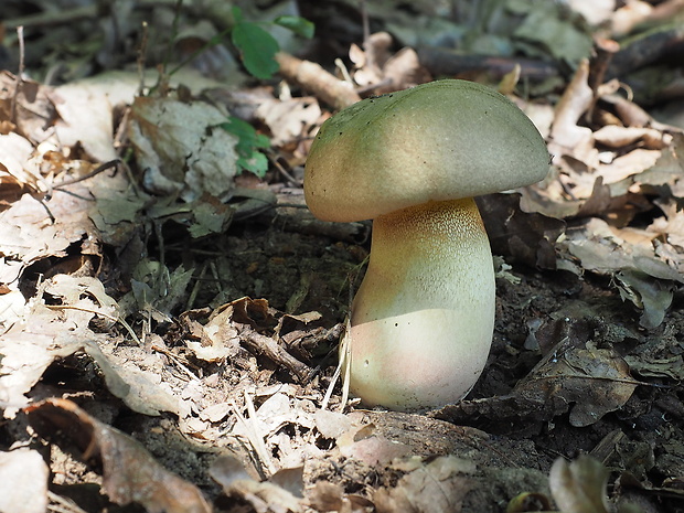 hríb nádherný Butyriboletus fuscoroseus (Smotl.) Vizzini & Gelardi