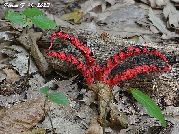 mrežovka kvetovitá Clathrus archeri (Berk.) Dring