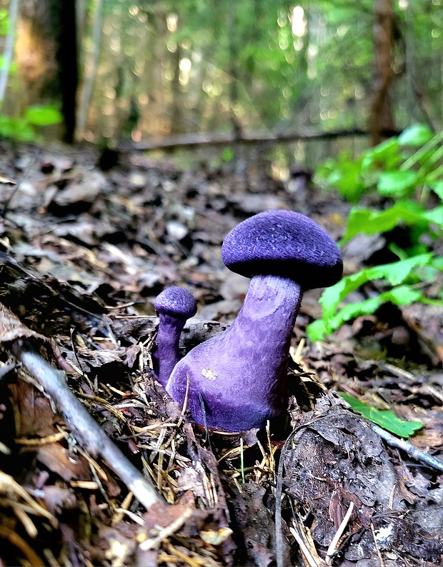 pavučinovec Cortinarius sp.