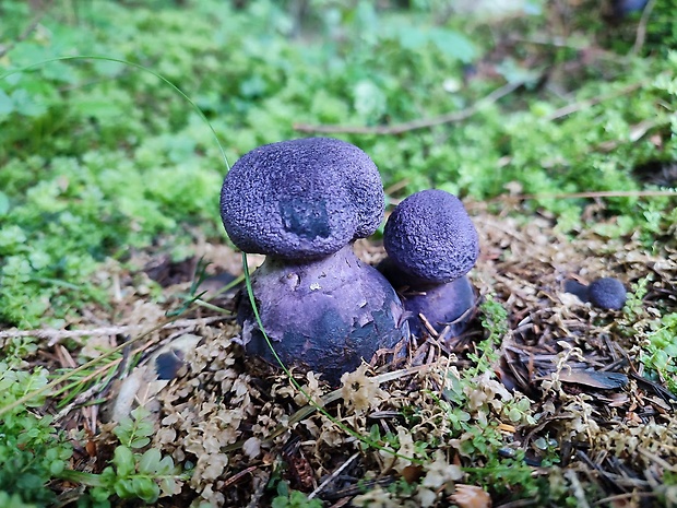 pavučinovec fialový Cortinarius violaceus (L.) Gray