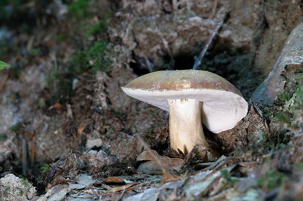 hríbnik gaštanovohnedý Gyroporus castaneus (Bull.) Quél.