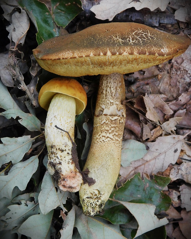 kozák žltopórový Leccinellum crocipodium (Letell.) Della Maggiora & Trassinelli