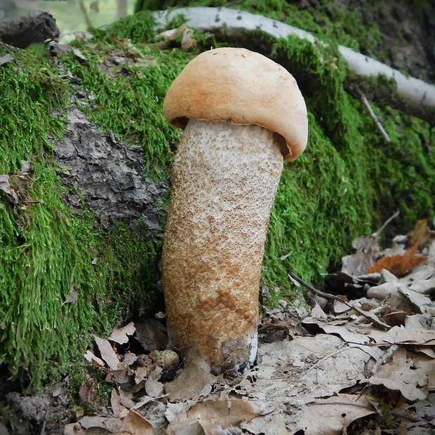 kozák dubový Leccinum aurantiacum (Bull.) Gray