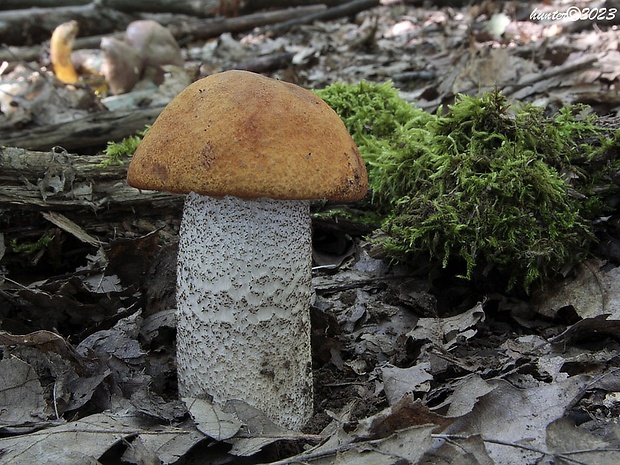 kozák dubový Leccinum aurantiacum (Bull.) Gray