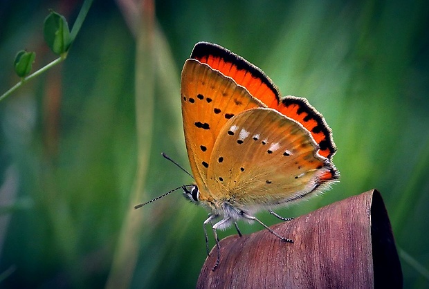 ohniváčik zlatobyľový (sk) / ohniváček celíkový (cz) Lycaena virgaureae (Linnaeus, 1758)