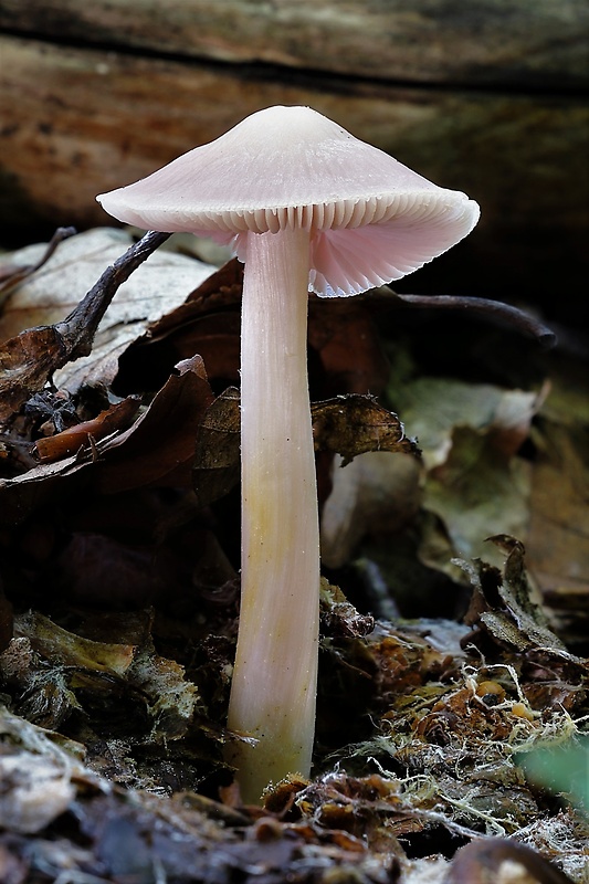 prilbička ružovkastá Mycena rosea Gramberg