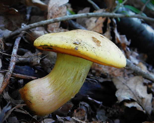 hríb zrnitohlúbikový odfarbený Neoboletus xanthopus (Quél.) Krieglst.