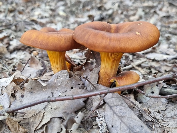 kališník hnedooranžový Omphalotus olearius (DC.) Singer