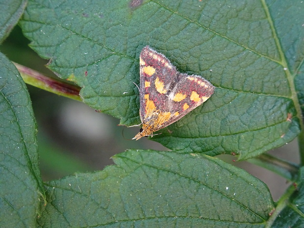 vijačka purpurová  Pyrausta purpuralis