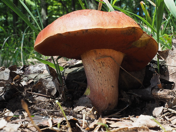 hríb Dupainov Rubroboletus dupainii (Boud.) Kuan Zhao & Zhu L. Yang