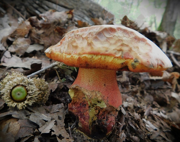 hríb Le Galovej Rubroboletus legaliae (Pilát & Dermek) Della Maggiora & Trassin.