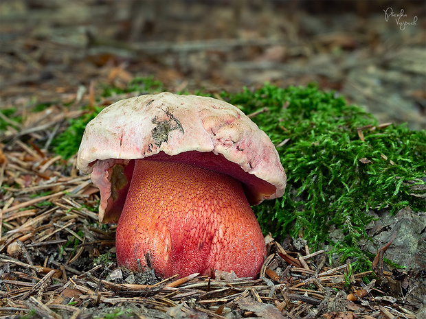 hríb úhľadný horský Rubroboletus rubrosanguineus (Cheype) Kuan Zhao & Zhu L. Yang