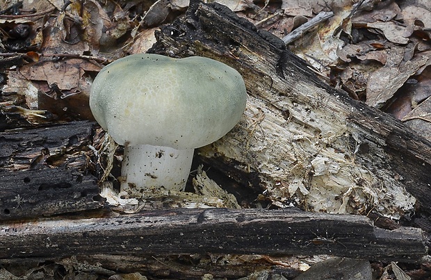 plávka zelenkastá Russula virescens (Schaeff.) Fr.