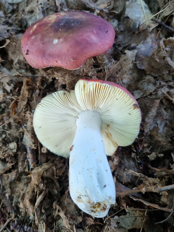 plávka vínovočervená Russula xerampelina (Schaeff.) Fr.