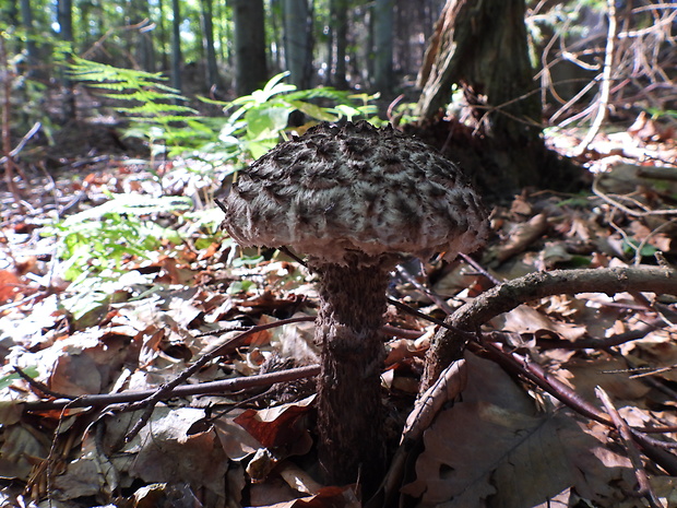 šiškovec šupinatý Strobilomyces strobilaceus (Scop.) Berk.