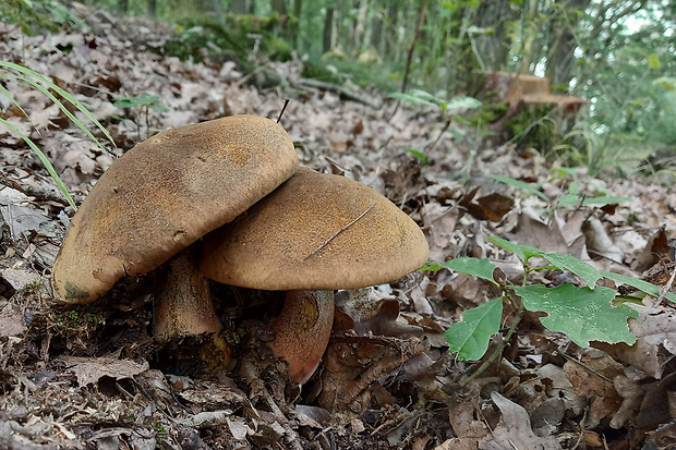 hríb zrnitohlúbikový Sutorius luridiformis (Rostk.) G. Wu & Zhu L. Yang