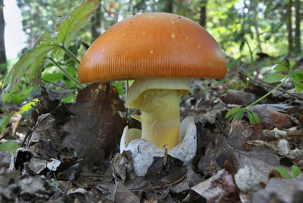 muchotrávka cisárska Amanita caesarea (Scop.) Pers.