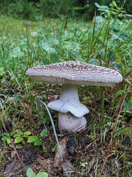 muchotrávka hrubá Amanita excelsa (Fr.) Bertill.