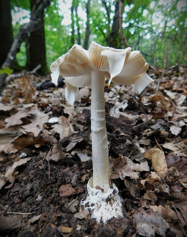 muchotrávka zelená Amanita phalloides (Vaill. ex Fr.) Link