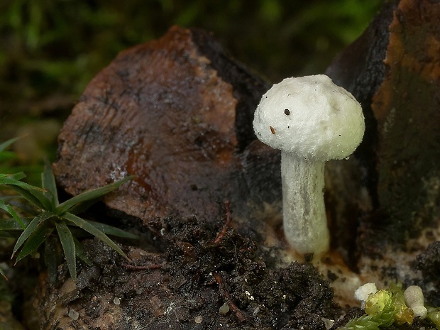 príživnica obyčajná Asterophora parasitica (Bull.) Singer