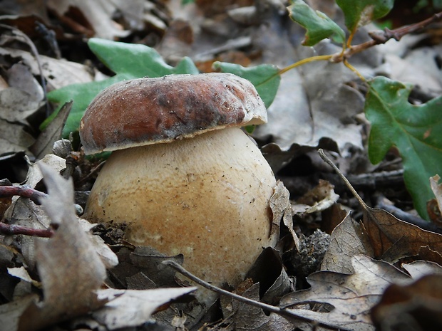 hríb bronzový Boletus aereus Bull. ex Fr.