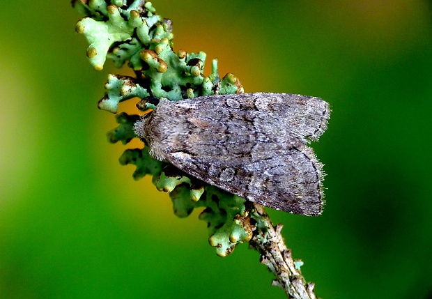 mora vrbinná Brachylomia viminalis