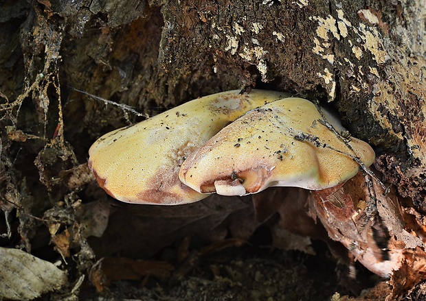 brezovník dubový Buglossoporus quercinus (Schrad.) Kotl. & Pouzar